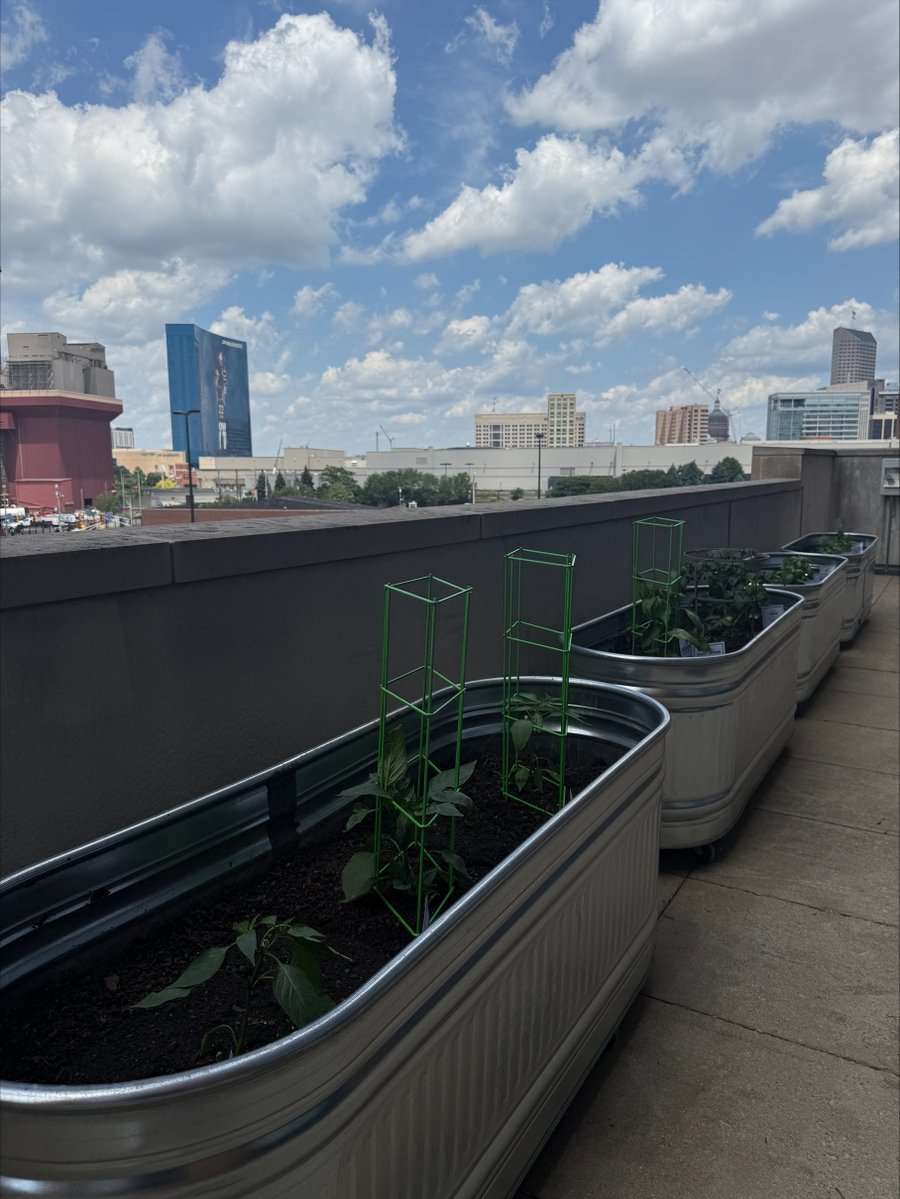 LucasOilStadium's tweet image. 🏟️ Continuing our campaign for your votes (you can vote on all your devices every day!) for us for @USATODAY Best NFL Stadium — and sharing another reason why we think we deserve your vote. 💪

🌿 Next up: Our on-site culinary garden, where fresh ingredients are grown just steps…