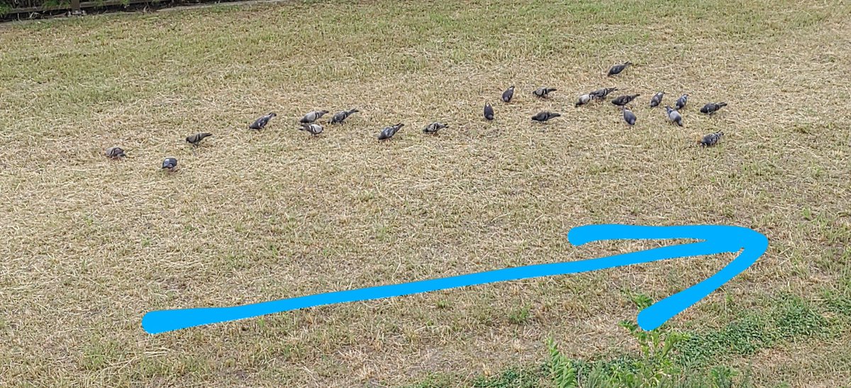 takemi708's tweet image. 矢印の陣形に見えるような鳩の群れを発見した
紅の豚でモブがやってたのを思い出したモチ