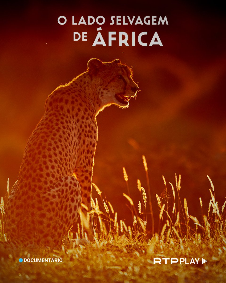 No leito seco do rio Mashatu, no Botswana, elefantes, leopardos, chacais e babuínos vivem lado a lado. Apesar da aparente harmonia, cada espécie enfrenta lutas diárias por território, alimento e sobrevivência.

▶ Uma série documental para ver na #RTPPlay.