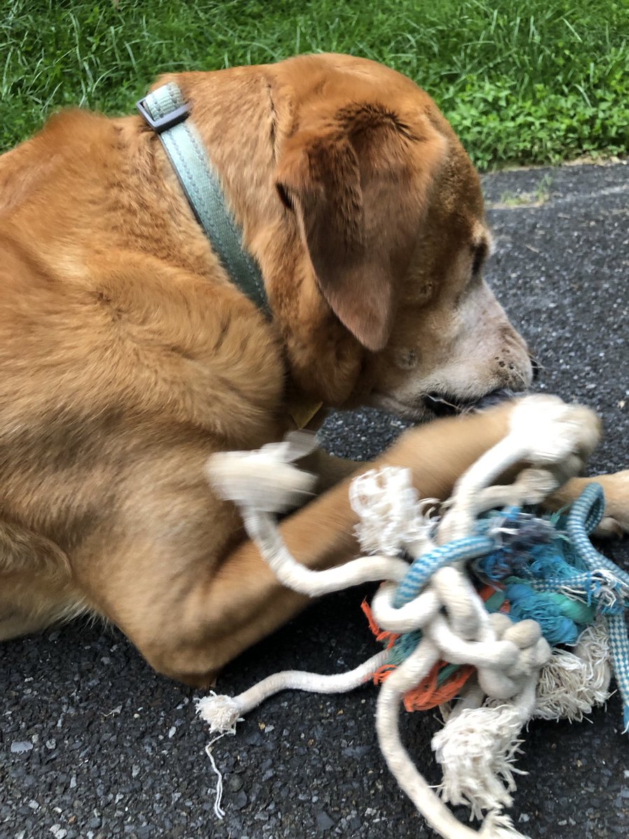 Duke wanted to run after a doe that was in the yard. I immediately told him no. He grabbed a toy from his garage bin instead.