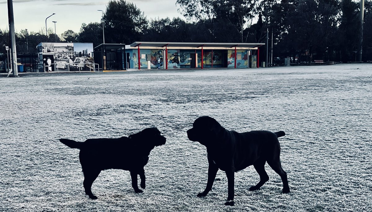 whaler_michael's tweet image. 7am today "Reign and Buster" -on a chilly -4 degrees frozen field