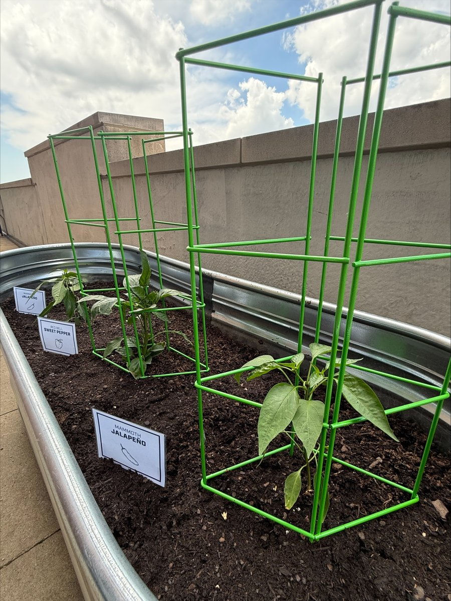 LucasOilStadium's tweet image. 🏟️ Continuing our campaign for your votes (you can vote on all your devices every day!) for us for @USATODAY Best NFL Stadium — and sharing another reason why we think we deserve your vote. 💪

🌿 Next up: Our on-site culinary garden, where fresh ingredients are grown just steps…