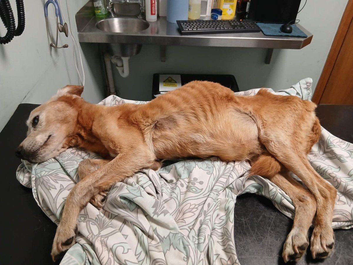 ForFoxSakeX's tweet photo. @gardainfo are an absolute JOKE. They decided to not only threaten the amazing volunteers who attempted to save this poor animals life, but then forcefully removed this animal from their care and returned her to her abuser. 1/2 https://t.co/zwBh4UpJ2f