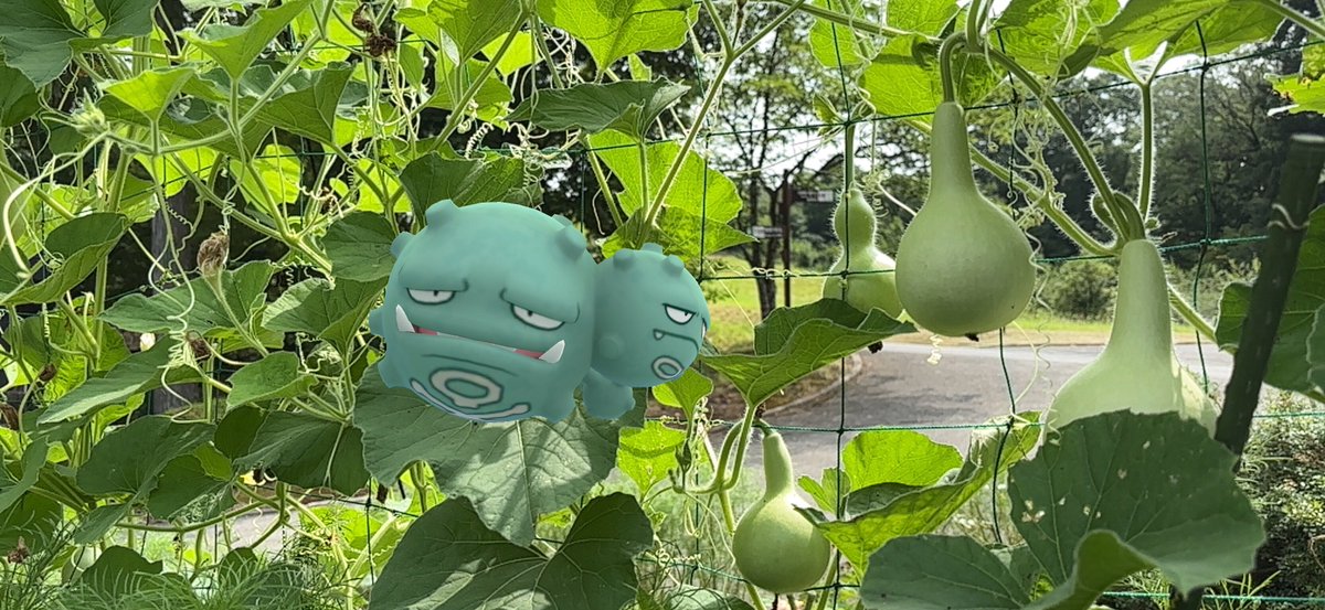 JanuaryRiver1's tweet image. 瓢箪からガスが出る
#ARofTheDay
#GOsnapshot #ポケモンGO
#Pokemongo #NianticAR
#GOsnapshotCelebration