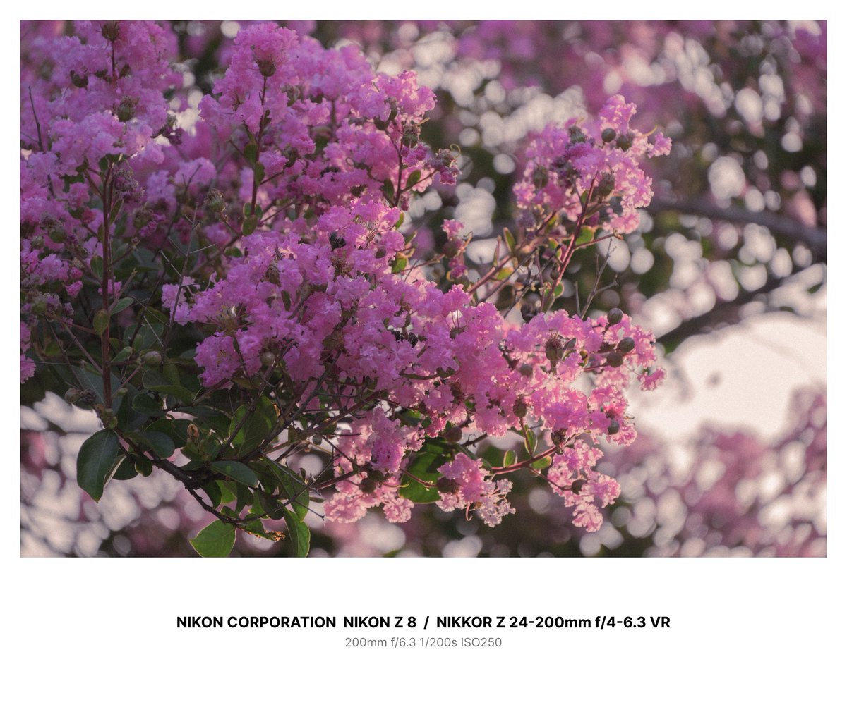 Yoi_camera's tweet image. 百日紅