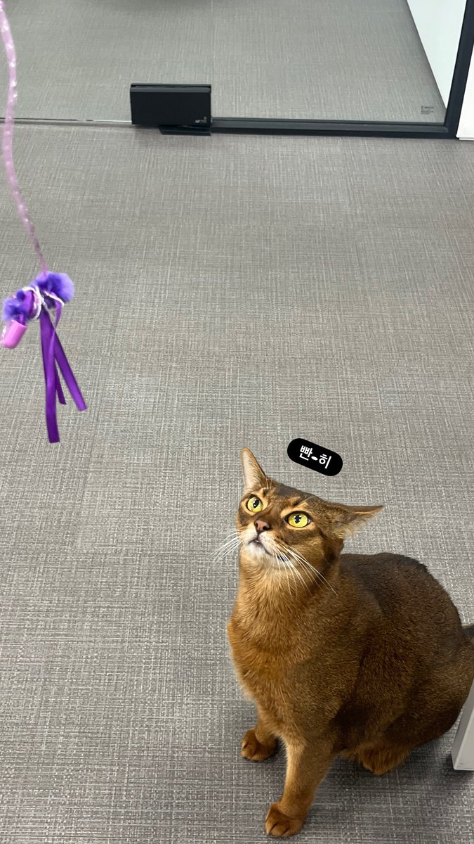 miniai_official's tweet image. [겸둥이 마스코트 🌰밤이 네컷만화]
오늘도 밤이는 장난감 사냥 중....😼

여러분들도 밥사냥 성공하세요오 맛점!!🍚🥄

#회사복지 #회사반려묘 #고양이일상