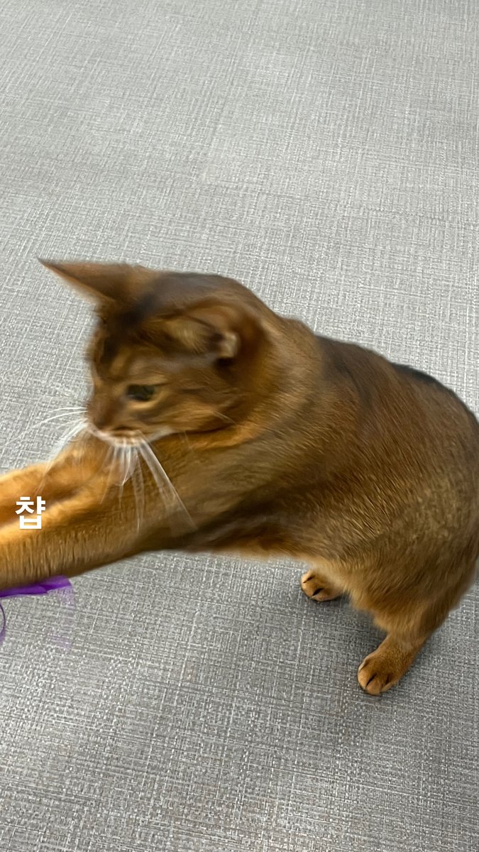 miniai_official's tweet image. [겸둥이 마스코트 🌰밤이 네컷만화]
오늘도 밤이는 장난감 사냥 중....😼

여러분들도 밥사냥 성공하세요오 맛점!!🍚🥄

#회사복지 #회사반려묘 #고양이일상