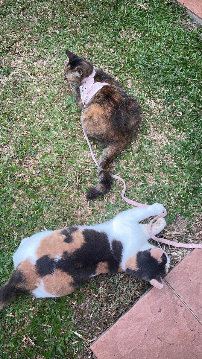 nur | maru 🐱 (@nurhskl) on Twitter photo <a href="/meeayusri/">🌙 Meea</a> <a href="/itsybitsymin/">min min 🐱</a> <a href="/irdina_mieza/">🐈⬛️🌻 miao 🐼⭐️</a> <a href="/ImranSyaffi/">M'ran</a> <a href="/luarbinari/">ꕥ</a> <a href="/lowongcat/">nekoママ。🐈</a> <a href="/ieja_zaza131/">🌸 🇲🇾Kim Lily Jane Collins 🌸</a> <a href="/iA1iaaa/">alia 𐙚</a> <a href="/nabilfikran10/">𝐁𝐞𝐥𝐥𝐚 𝐇𝐚𝐝𝐢𝐝𝐧’𝐭 🚧</a> <a href="/yemmeow/">emma</a> <a href="/einggg_/">shahirah</a> <a href="/cats_rehome/">Kucing Terbuang</a> <a href="/crazycatmakcik/">Aunty Yun</a> <a href="/fatyhax/">ricebunny</a> <a href="/fourmeows1/">fourmeows</a> <a href="/frdsh_/">F</a> <a href="/StrayFreeFndn/">Stray Free Foundation</a> <a href="/FiskaYenitaFK_/">𝐦𝐢𝐨𝐰🐾</a> <a href="/LindaElleHafiza/">linda.elle.hafiza 🇲🇾</a> <a href="/hannnybunnyyy/">HermioneJG🦄</a> <a href="/tattyhassan/">Tatty H.</a> <a href="/ManjitSinghG5/">M.S.G.S</a> <a href="/thenameisJanetJ/">janetsayshello</a> <a href="/izzyumi/">izzy</a> <a href="/kyril_graguks/">Kyrilescobar#Rakyat#Haiwan</a> <a href="/runningpanda_/">MJ🦋</a> <a href="/nxjwanasir/">BlindCatNamedShadow</a> <a href="/basyirahcute/">Basyi.1988</a> tadi molly gerak sebab subcut tak selasa so jadi lah begitu, nasib baik tak bocor🥹 takpelah as long as molly okay je kan, doakan molly kuat🙏🏻
adik mimi teman mollyy playtime <a href="/meeayusri/">🌙 Meea</a> <a href="/itsybitsymin/">min min 🐱</a> <a href="/irdina_mieza/">🐈⬛️🌻 miao 🐼⭐️</a> <a href="/ImranSyaffi/">M'ran</a> <a href="/luarbinari/">ꕥ</a> <a href="/lowongcat/">nekoママ。🐈</a> <a href="/ieja_zaza131/">🌸 🇲🇾Kim Lily Jane Collins 🌸</a> <a href="/iA1iaaa/">alia 𐙚</a> <a href="/nabilfikran10/">𝐁𝐞𝐥𝐥𝐚 𝐇𝐚𝐝𝐢𝐝𝐧’𝐭 🚧</a> <a href="/yemmeow/">emma</a> <a href="/einggg_/">shahirah</a> <a href="/cats_rehome/">Kucing Terbuang</a> <a href="/crazycatmakcik/">Aunty Yun</a> <a href="/fatyhax/">ricebunny</a> <a href="/fourmeows1/">fourmeows</a> <a href="/frdsh_/">F</a> <a href="/StrayFreeFndn/">Stray Free Foundation</a> <a href="/FiskaYenitaFK_/">𝐦𝐢𝐨𝐰🐾</a> <a href="/LindaElleHafiza/">linda.elle.hafiza 🇲🇾</a> <a href="/hannnybunnyyy/">HermioneJG🦄</a> <a href="/tattyhassan/">Tatty H.</a> <a href="/ManjitSinghG5/">M.S.G.S</a> <a href="/thenameisJanetJ/">janetsayshello</a> <a href="/izzyumi/">izzy</a> <a href="/kyril_graguks/">Kyrilescobar#Rakyat#Haiwan</a> <a href="/runningpanda_/">MJ🦋</a> <a href="/nxjwanasir/">BlindCatNamedShadow</a> <a href="/basyirahcute/">Basyi.1988</a> tadi molly gerak sebab subcut tak selasa so jadi lah begitu, nasib baik tak bocor🥹 takpelah as long as molly okay je kan, doakan molly kuat🙏🏻
adik mimi teman mollyy playtime