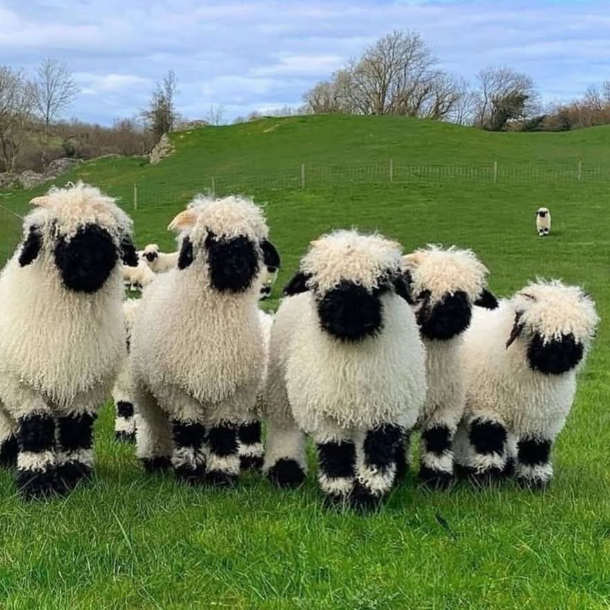 JonPelican2's tweet image. Culled from elsewhere and certainly not from my own highly questionable knowledge bank: "The Valais Blacknose Sheep - The Valais Blacknose (German: Walliser Schwarznasenschaf) is a breed of domestic sheep originating in the Valais region of Switzerland."