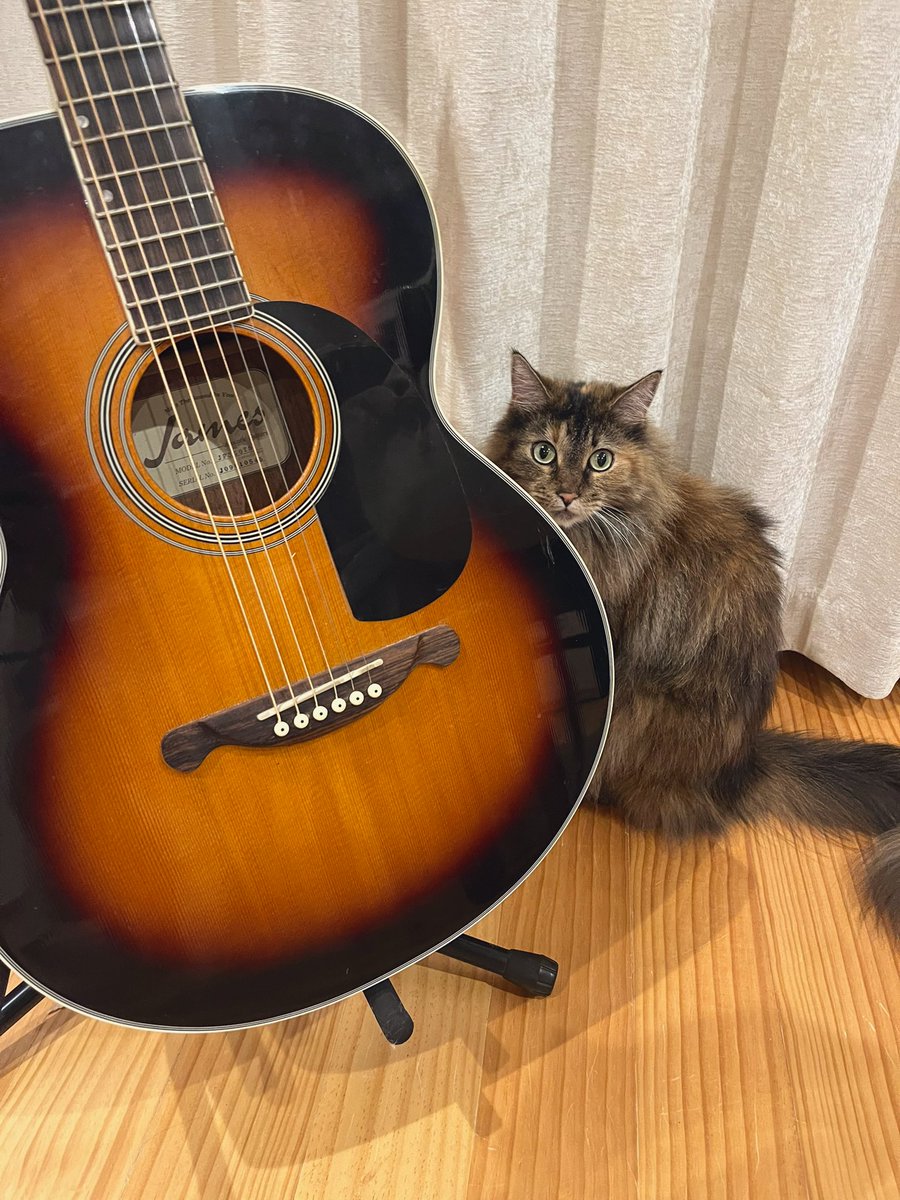 hrkwhrkw_'s tweet image. ねこげんきです