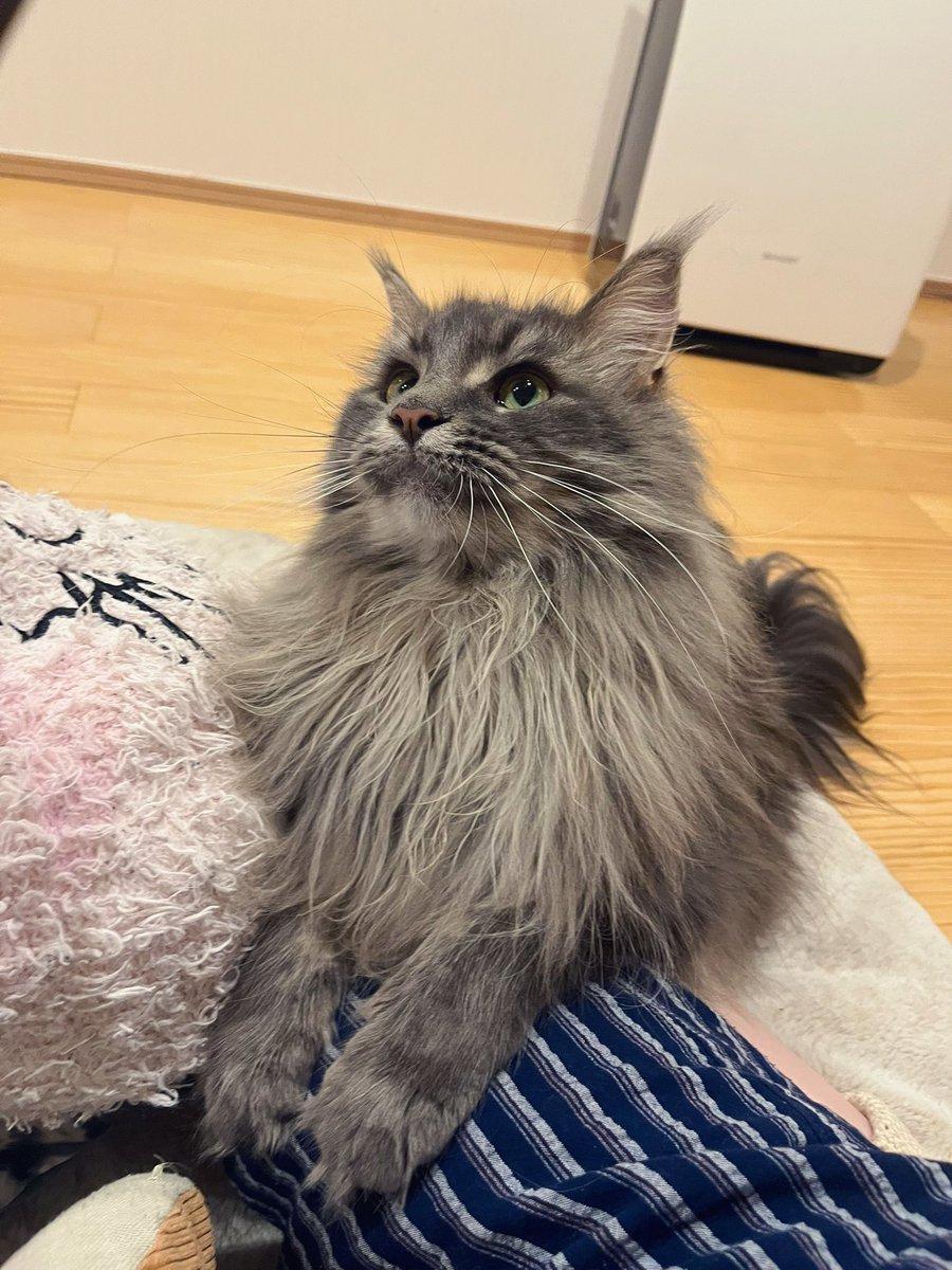 hrkwhrkw_'s tweet image. ねこげんきです
