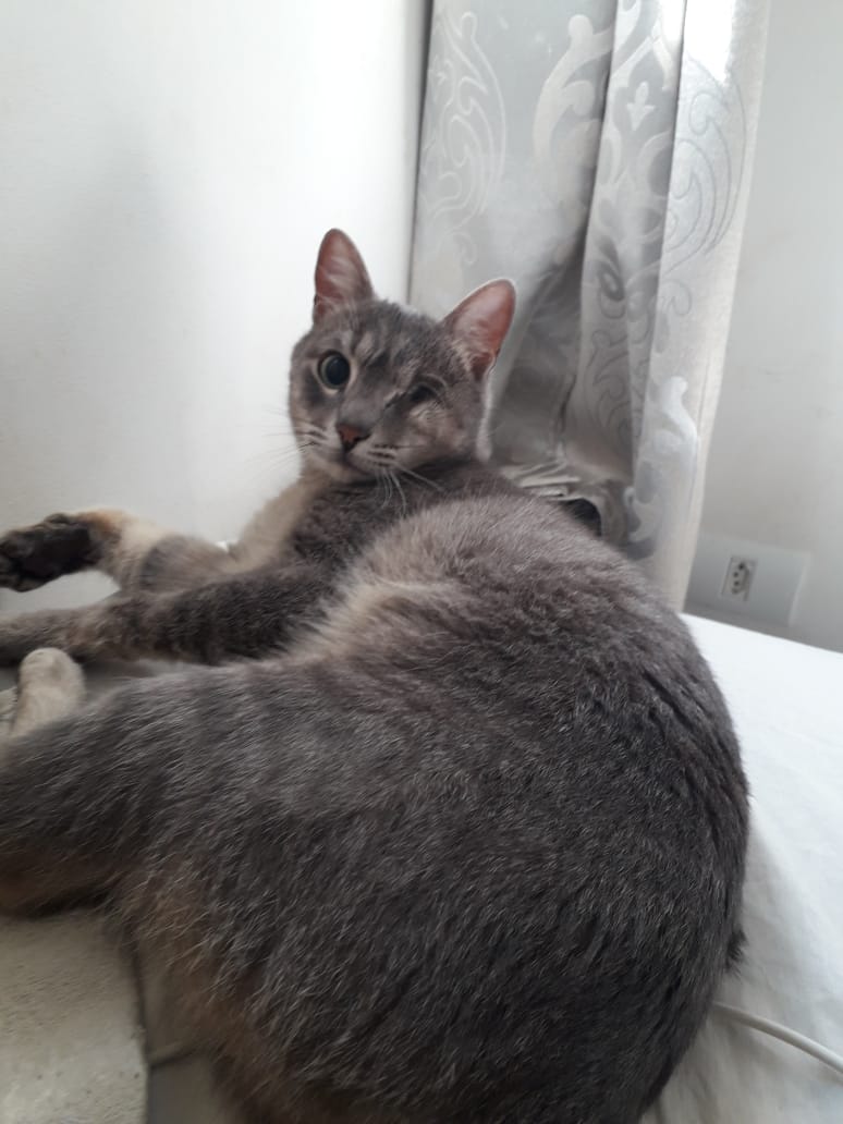 Dp do atropelamento a Rihanna passou por +3 cirurgias. Colocou e retirou resina pra recuperar a mandíbula que não voltou ao lugar e depois se engasgou com um pedaço de carne e passou por uma cirurgia de emergência. Ainda assim a diva segue plenissima e cada dia mais gorda.