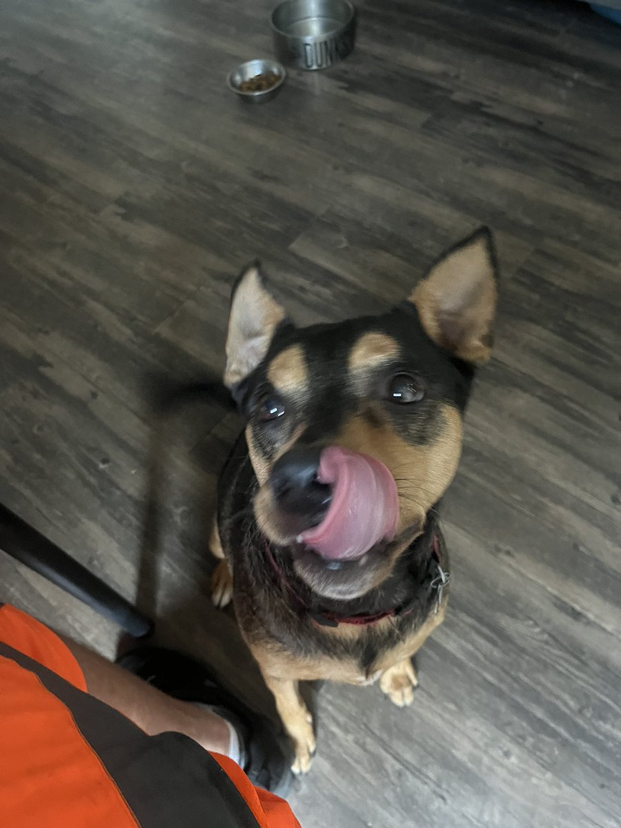 HoopsMike's tweet image. No one happier to have more chicken in my diet than Dunks