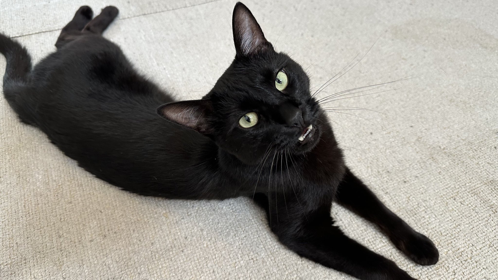 くろねこ 黒猫トニー on X: 