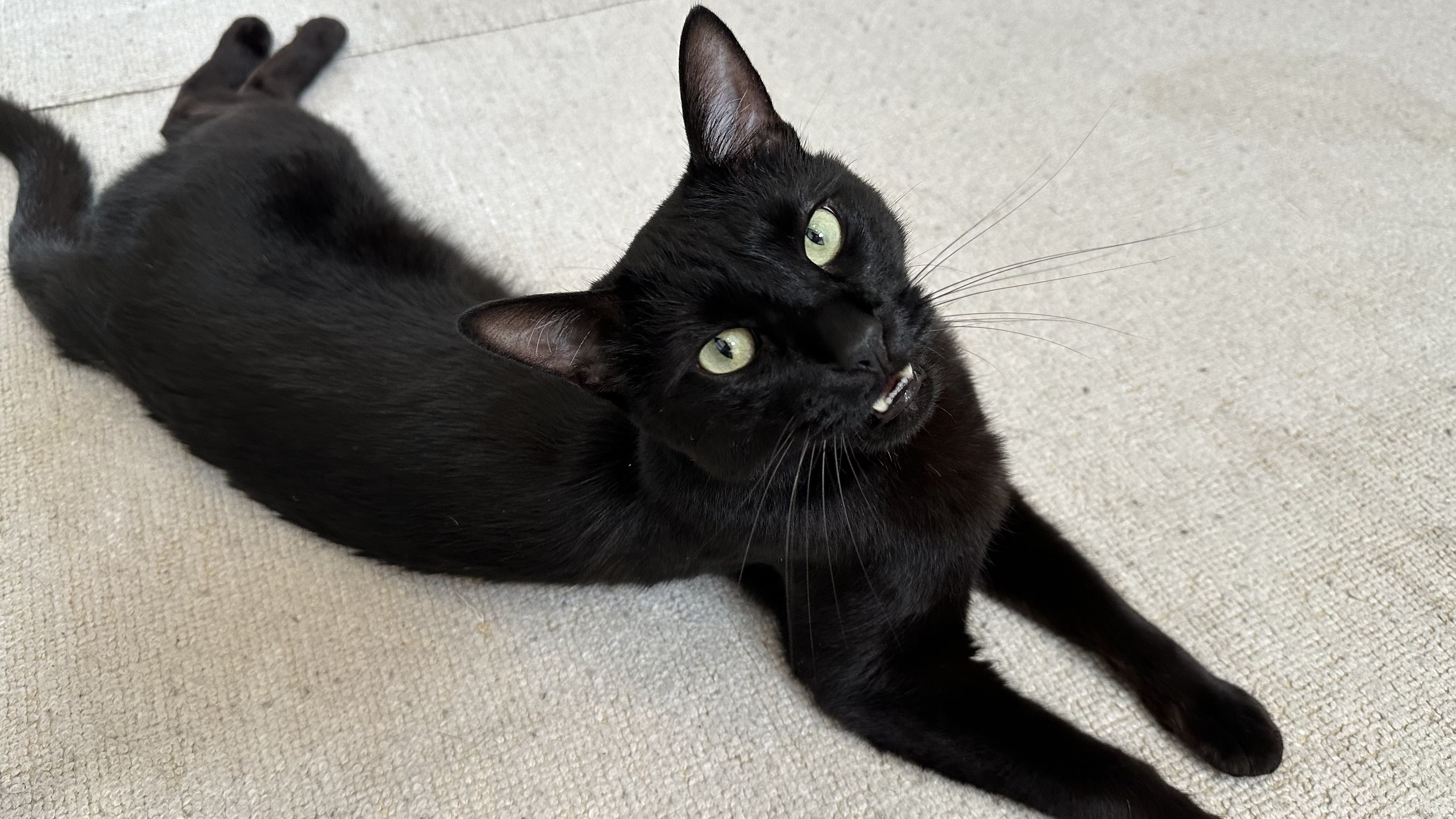 黒猫トニー on X: 