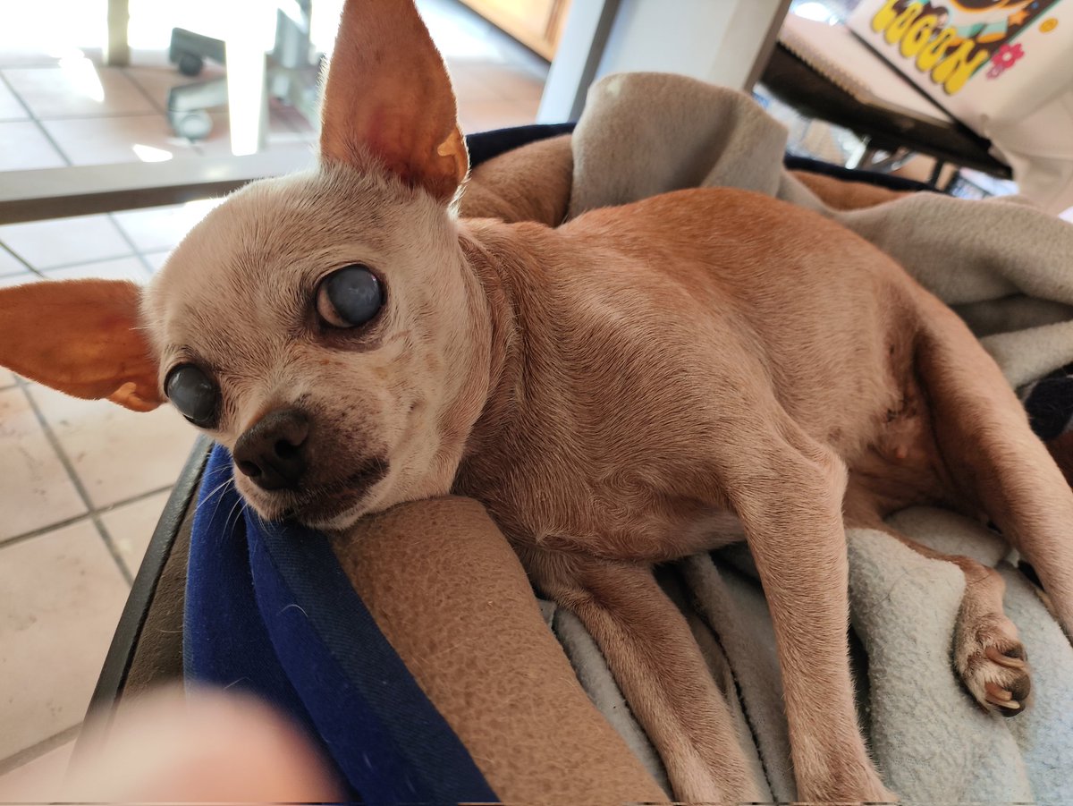 nice_carito's tweet image. I'm going to open commissions to pay for all her treatment! The Vet already gave me the costs of EVERYTHING (Blood studies, consultation cost, medications, 10 physical therapy sessions) and it's about $800 😭😭 It's unfair but I want to give the best to my emotional support dog.