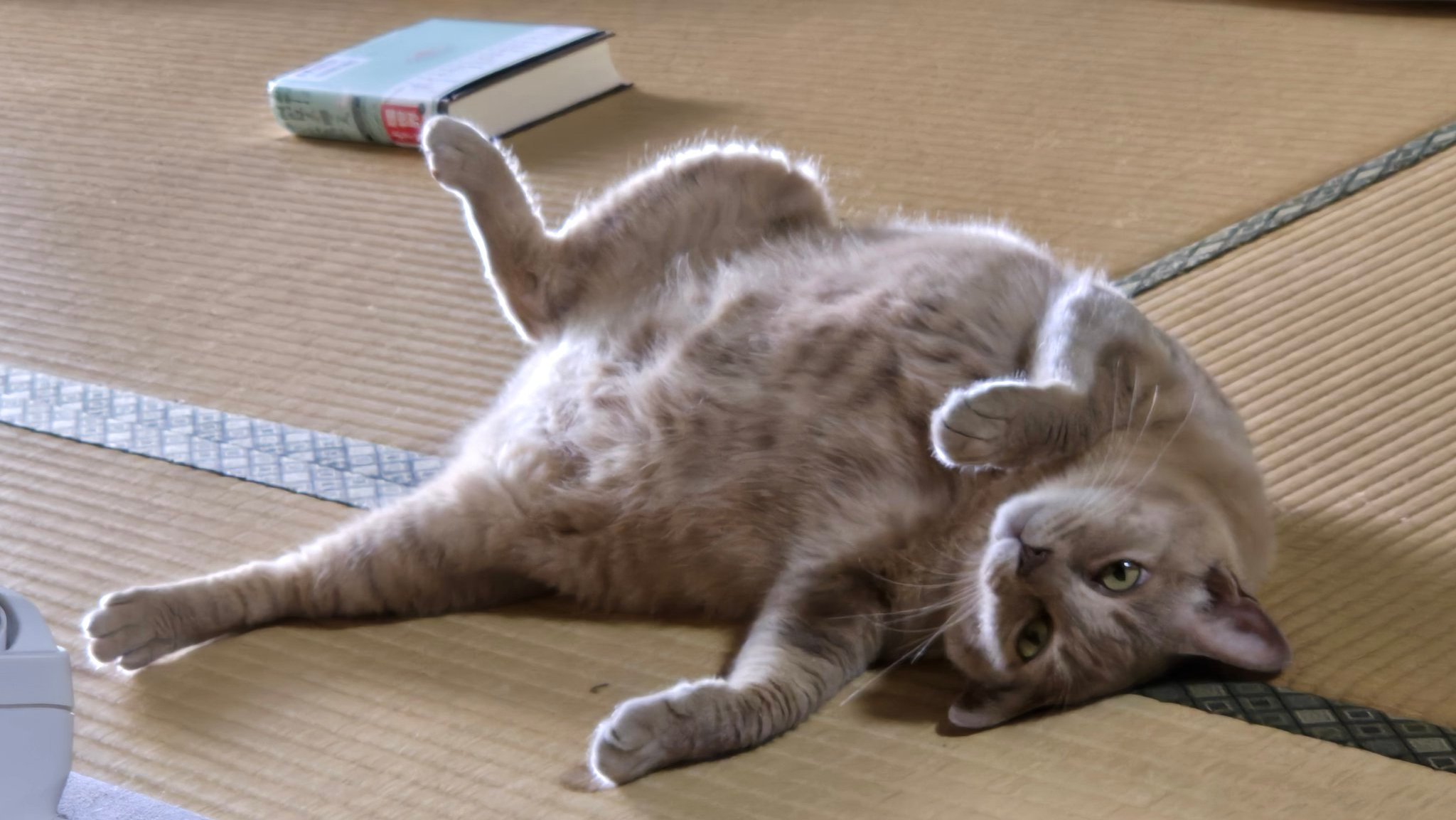 猫B 画像 1 + 12 + 20 子猫の詳細情報 (東京都/2025年5月28日生まれ/男の子/シルバー