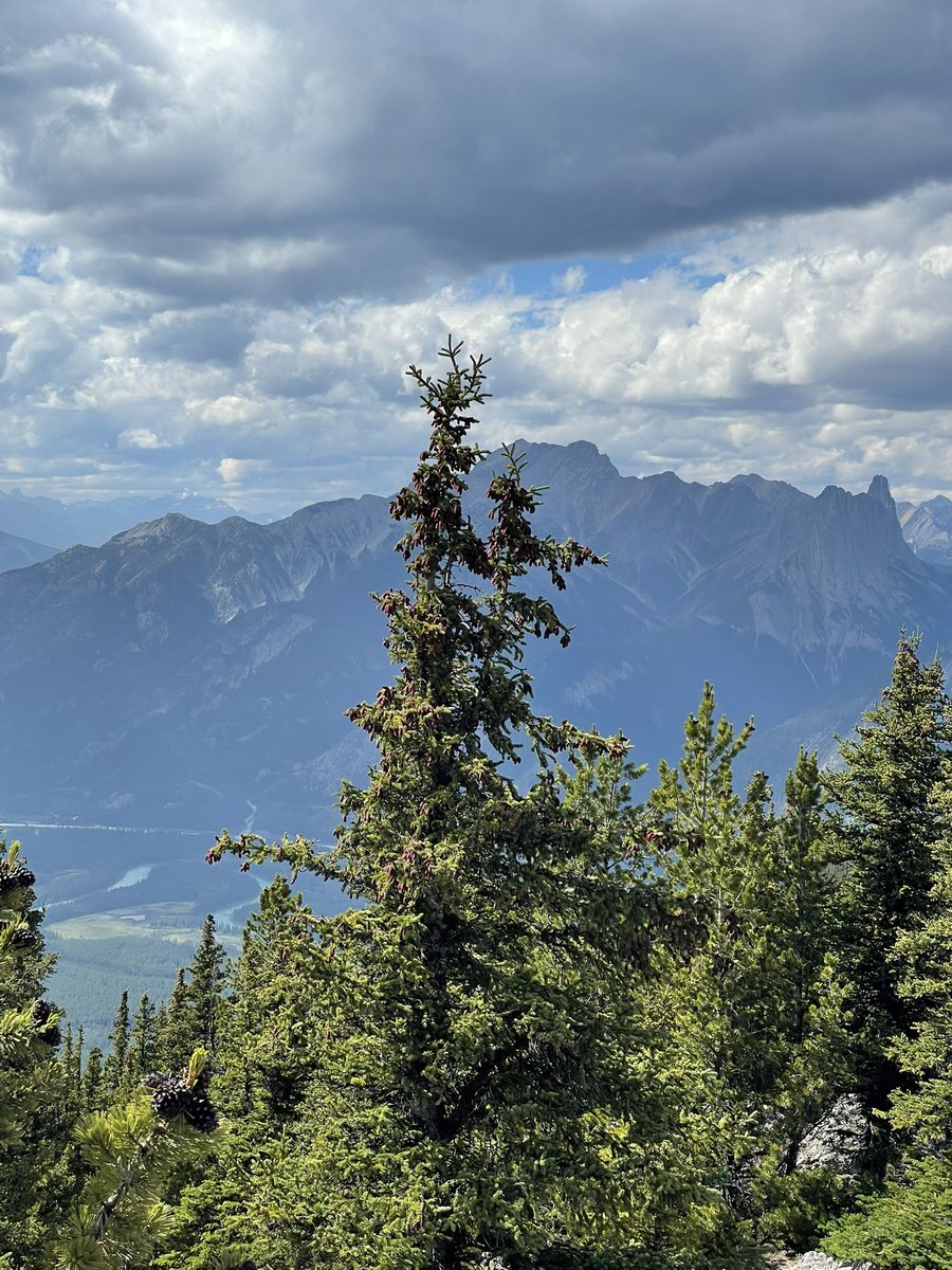 John Kinsella (@johnkinsella52) on Twitter photo Exploring Banff today- maybe some mountain paintings in my future
#art #banff #artlovers <a href="/Anishinabe_Life/">William</a> <a href="/kimahesse/">Kimberly Hesse</a> <a href="/peac4love/">Ceni</a> <a href="/purple_moose/">Purple Moose Sock Company 🇨🇦</a> <a href="/DouglasGardham/">Douglas Gardham</a> Exploring Banff today- maybe some mountain paintings in my future
#art #banff #artlovers <a href="/Anishinabe_Life/">William</a> <a href="/kimahesse/">Kimberly Hesse</a> <a href="/peac4love/">Ceni</a> <a href="/purple_moose/">Purple Moose Sock Company 🇨🇦</a> <a href="/DouglasGardham/">Douglas Gardham</a>