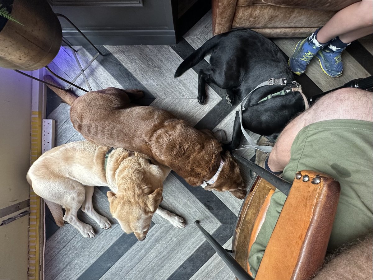 kwoade's tweet image. Today’s walk ruined them so hard that they actually lay quietly on the floor of a restaurant whilst food was on the table.