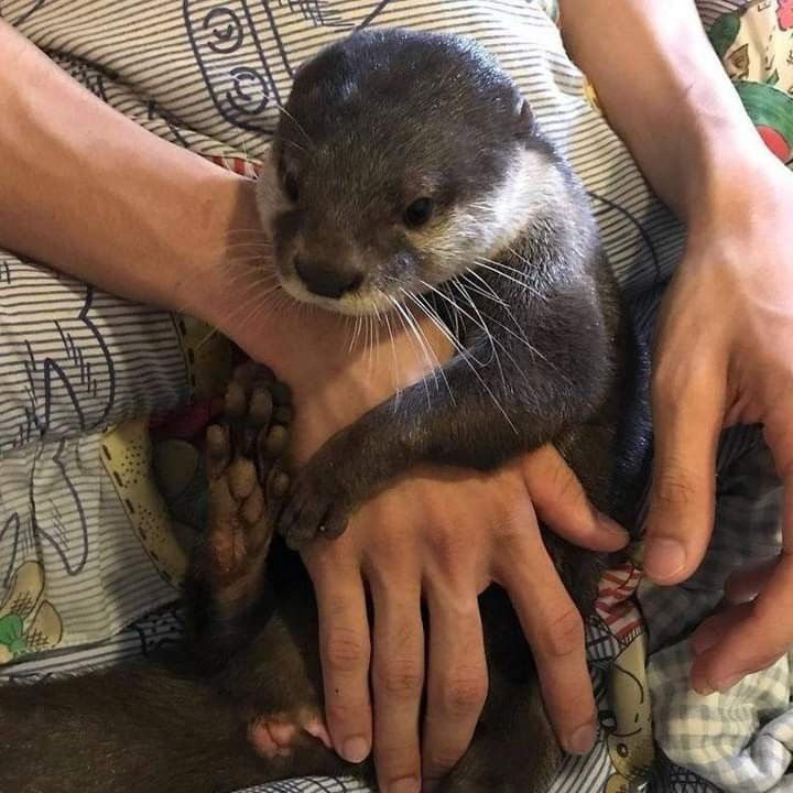 shotaro as otters 🦦 (@shotaroasotter) on Twitter photo 