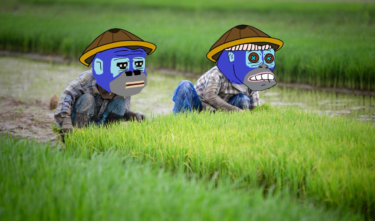 RonkeOnRon's tweet image. 🚨BREAKING NEWS🚨

@RiceFarmerRonke JUST HIRED A NEW DEV👾

ONE OF DA BESTS IN @Ronin_Network 

THE FARM IS EXPANDING🚀

$RONKE WILL FEED $RICE TO EVERYONE🌾