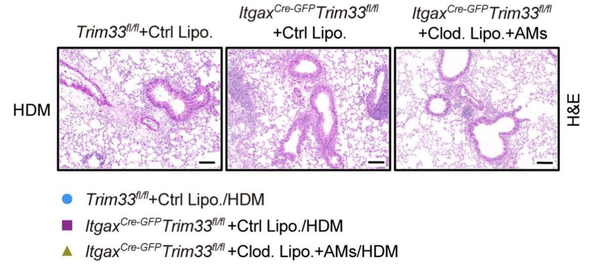 MucosalImmunol's tweet image. Suppressing overactive alveolar macrophages can  prevent the exacerbation of allergic asthma: mucosalimmunology.org/article/S1933-…