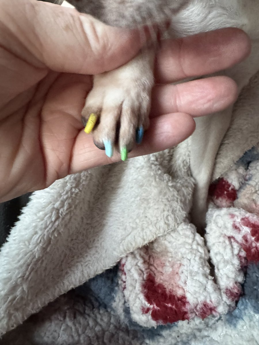 gilly923's tweet image. We had pedicures today!