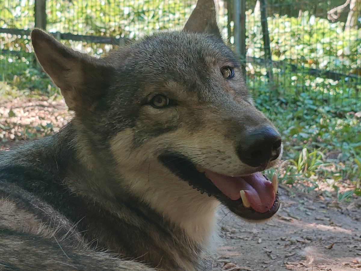 rikimaru923's tweet image. おはようございます🐺🐺
