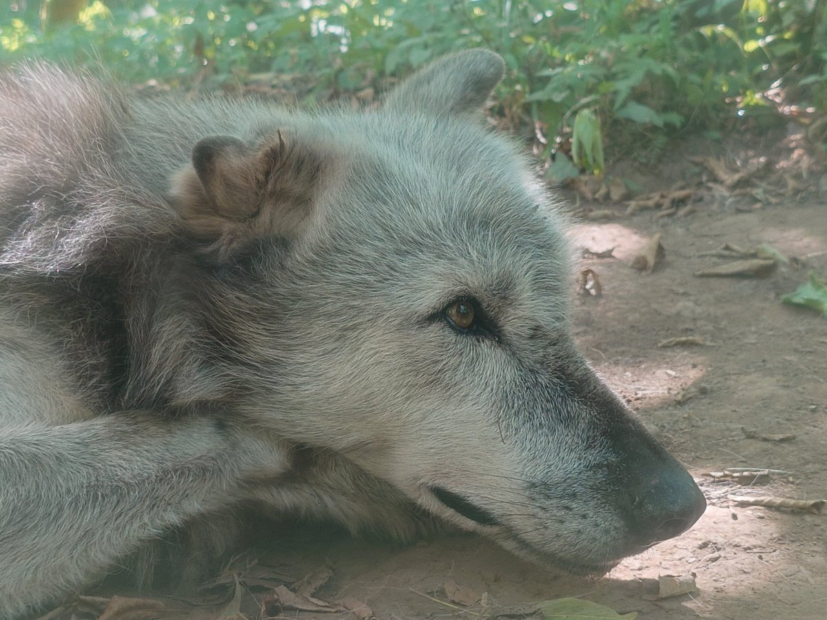 rikimaru923's tweet image. おはようございます🐺🐺