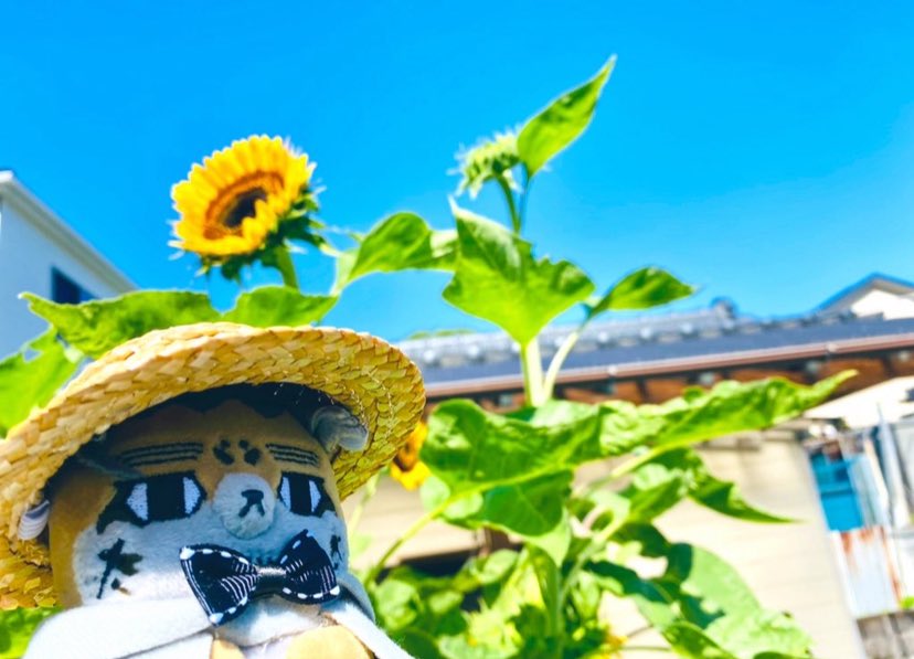 mimik7100's tweet image. 夏が過ぎ 風あざみ 誰のあこがれに さまよう 青空に残された ほぜ尾の心は夏模様🌻
