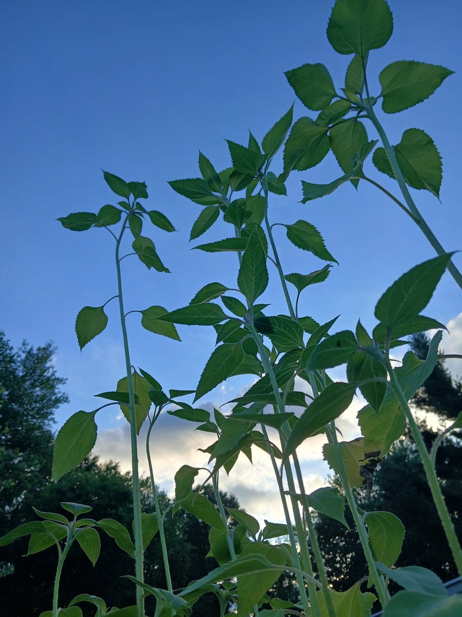 MitchTalbert3's tweet image. No bloom yet, but they&apos;re taller than me.