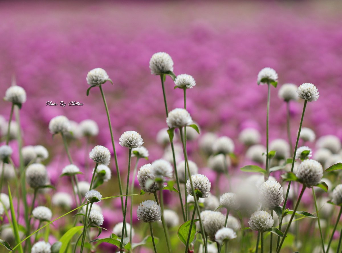 Chiffon_cake556's tweet image. ｡.ꕤ‿‿‿‿‿‿‿‿‿‿‿ꕤ.｡

✎𓂃千日紅(ｾﾝﾆﾁｺｳ)𓂃花公園⸝⋆⸝⋆
花が長く咲き続け、乾燥させても色が
褪せにくいことから、千日(1000日)
経っても変わらないように見える事に
名前の由来になっているようです。
　　　　　　　　R6.8.18撮影📸

素敵な週末になりますように…🍸