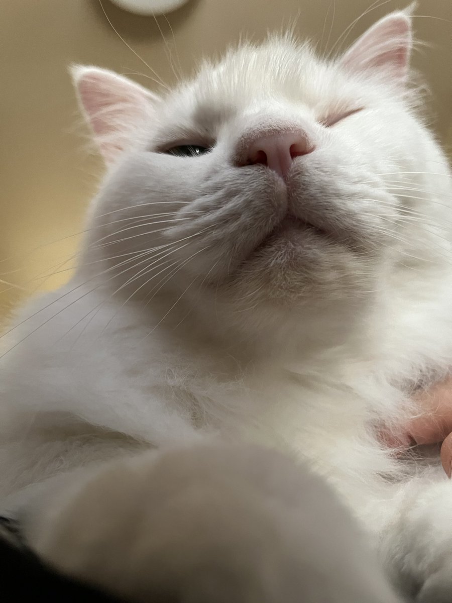 おはようございます☀️
😼の朝の日課に
飼い主の胸の上に乗っかって、
ひたすらゴロゴロ甘えること約10分！
😼の体重7キロと暑くても耐えられるしあわせな時間🩷

#ミスチル猫部