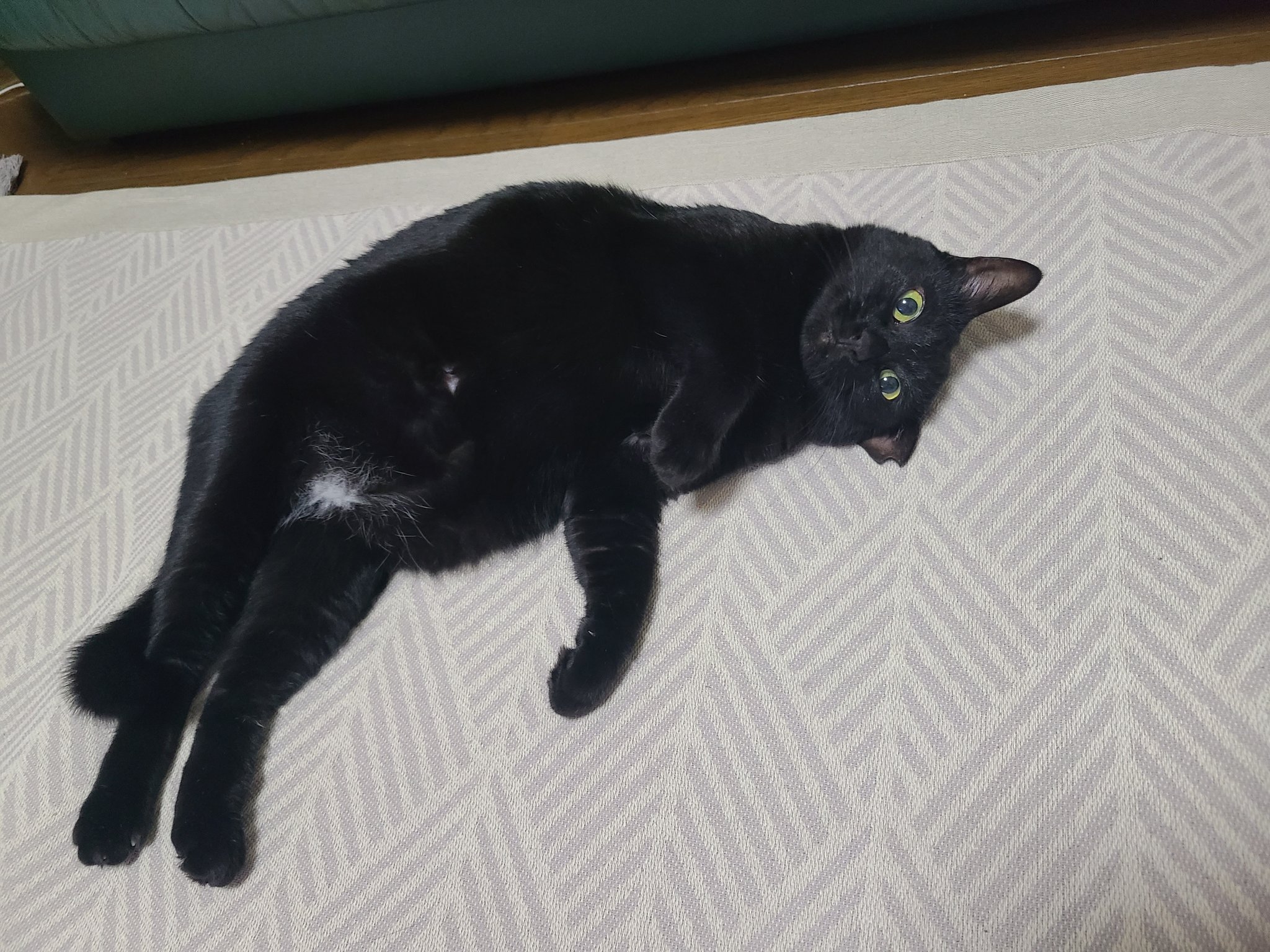 黒猫2 槍使いと、黒猫。2 (HJ NOVELS) | 健康, 市丸きすけ |本 | 通販