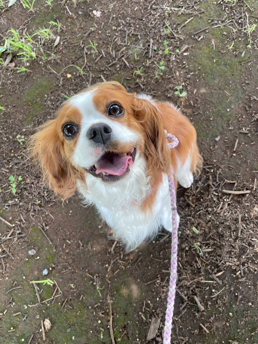 kushiginzou's tweet image. アルバイト面接、最初の質問は
「ヒザの上に犬を乗せられますか？」

アルバイト募集中です

#求人
#居酒屋
#ドッグカフェではありません