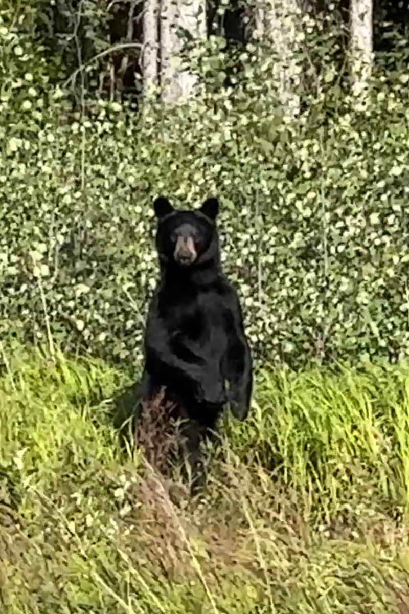 miket136's tweet image. Met a local boy on my evening walk just now 🐻