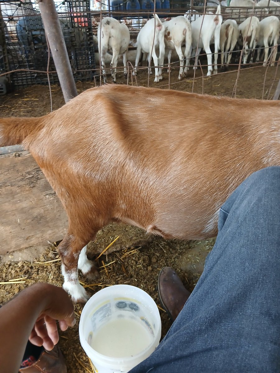 uncinado's tweet image. Luego tengo días tipo: ordeñar chivas en la mañana, medir flores en la noche 🐐