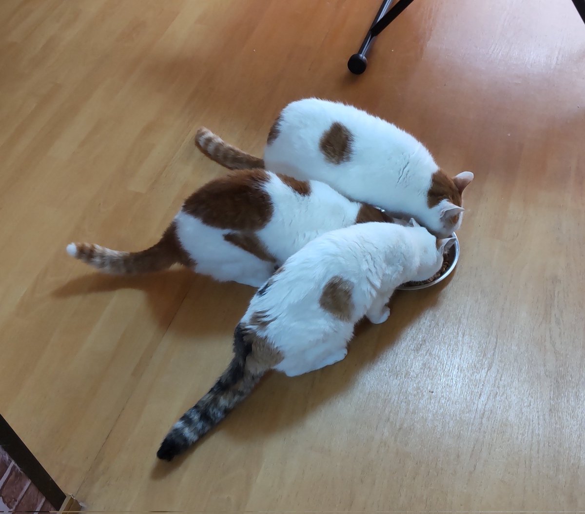 猫じゃらし on X: 