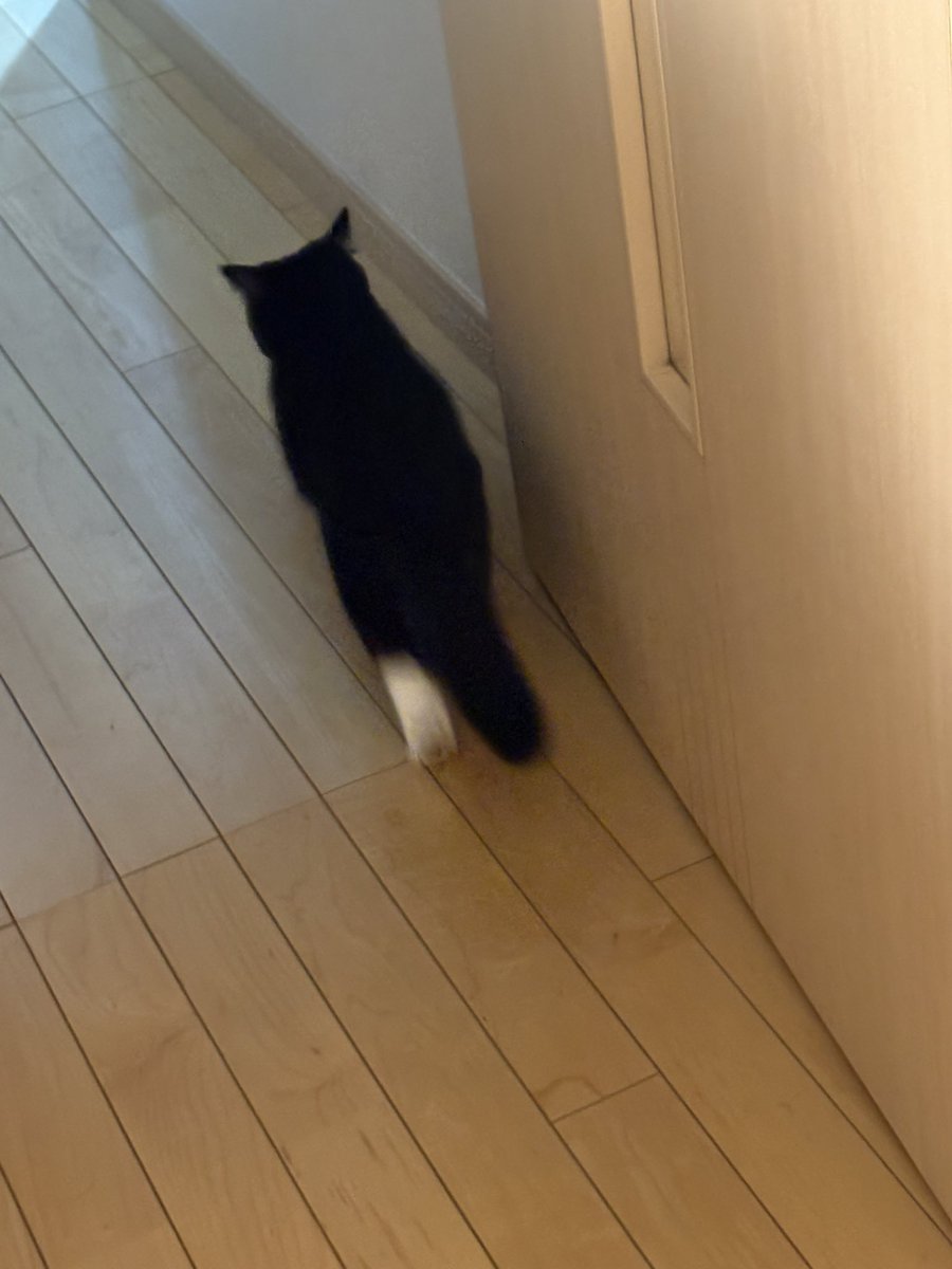 tavi_sapien_s's tweet image. てってけてー の後ろ姿もかわいい