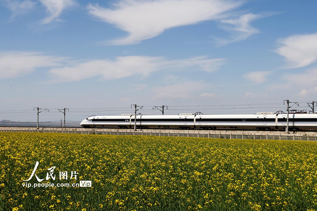 PDChinaLife's tweet image. A sleek train glides through the golden sea of blooming cole flowers in Zhangye, northwest China&apos;s Gansu Province, painting a vivid contrast between modern speed and timeless natural beauty.