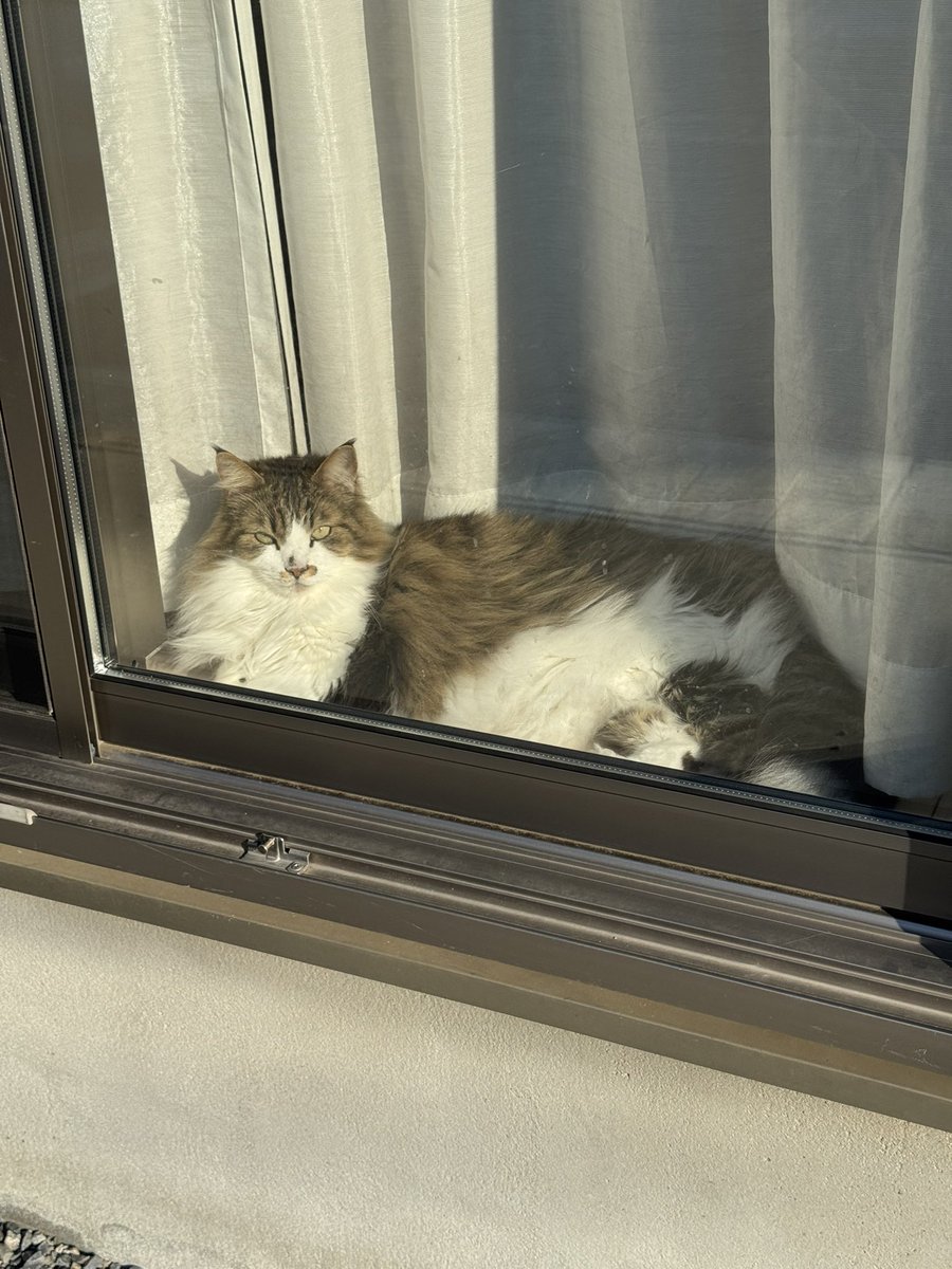 debu_omosiro's tweet image. おはようございます。
これはクーラーの効いた部屋で日向ぼっこをしながら俺を見送ってくれるコルト。