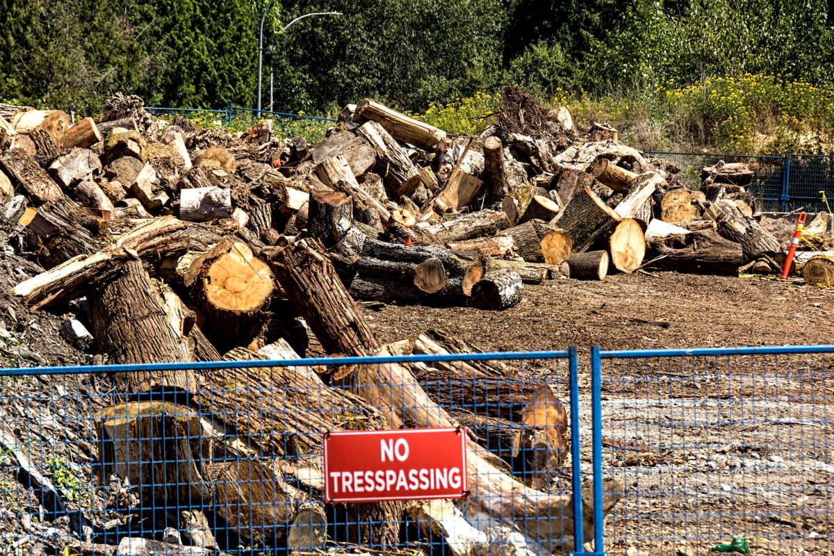 VIAwesome's tweet image. Vancouver park board to contract out $4M in tree maintenance work dlvr.it/TM5vqr