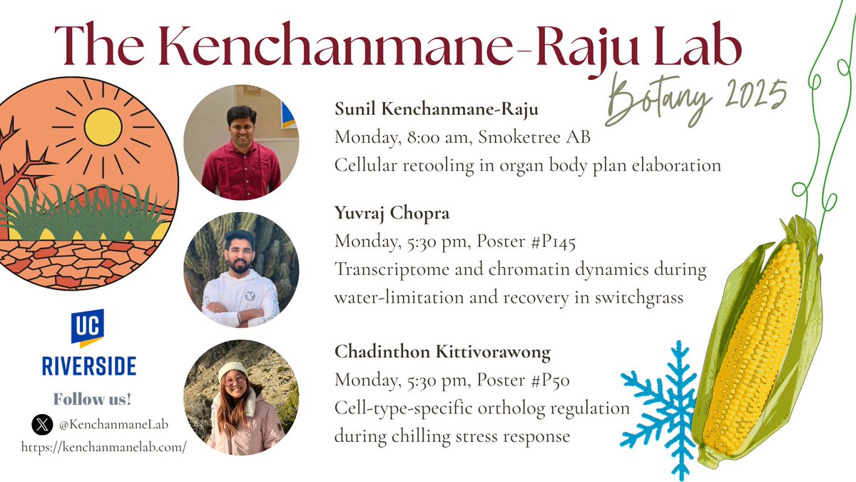 Sunil K. Kenchanmane Raju (@sunil_kumarkr) on Twitter photo Hey #Botany2025 folks
<a href="/KenchanmaneLab/">Kenchanmane-Raju Lab</a> <a href="/UCRCNAS/">UC Riverside CNAS</a> is going to its first conference together 🎉
Yuvraj & Minnie are presenting posters on regulation & cell-type specific gene expression during environment adaptation🌽🧬
Curious about our work? Let’s connect!
kenchanmanelab.com Hey #Botany2025 folks
<a href="/KenchanmaneLab/">Kenchanmane-Raju Lab</a> <a href="/UCRCNAS/">UC Riverside CNAS</a> is going to its first conference together 🎉
Yuvraj & Minnie are presenting posters on regulation & cell-type specific gene expression during environment adaptation🌽🧬
Curious about our work? Let’s connect!
kenchanmanelab.com