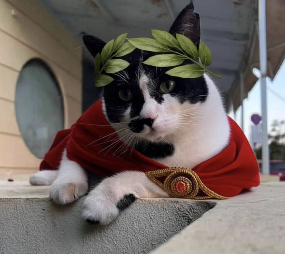 chonkusofficial's tweet image. 🇬🇷😼 Chonkus Maximus Links 😼🇬🇷
CA: CdNWibyKcLUJKvzj41zWtnRsWPiWexbgConijXaUbonk
Official 𝕏: x.com/chonkusofficial
Website: chonkusmaximus.fun
Telegram: t.me/chonkusmaximus…
