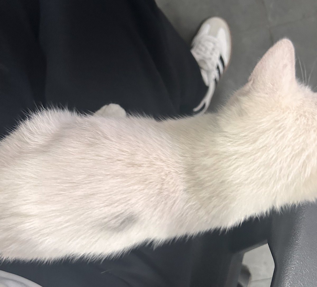 chchchmimimi's tweet image. 등에 무슨 깜장을 묻혀왔어