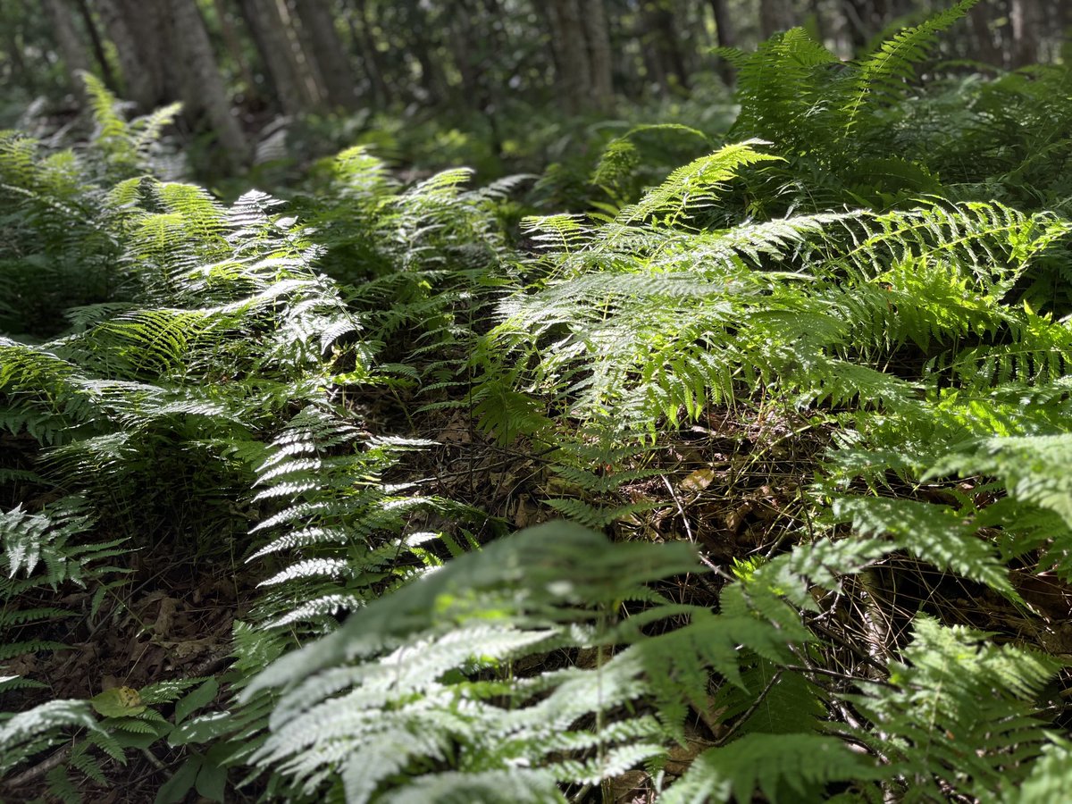 JoshHochschild's tweet image. Some shots from a walk through the Vermont woods recently