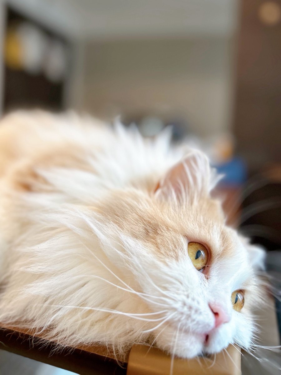Edvard_NFC's tweet photo. 連日、札幌では経験したことのないような暑さですが、完全室内飼いのねこは涼しい顔で過ごしてます https://t.co/P7MgkpOgDY