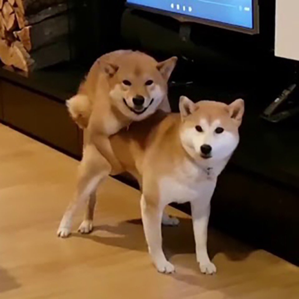 essdii's tweet image. 32kgFrdKcwt4pLesc4emyAYpHDDpToNbUSQwNqCEbonk

cumINU

funniest thing I’ve seen in a while. Got life. It’s survived longer than 95% of tokens launched so far. Definitely has potential and some good strong floor holders. Thus far (famous last words)