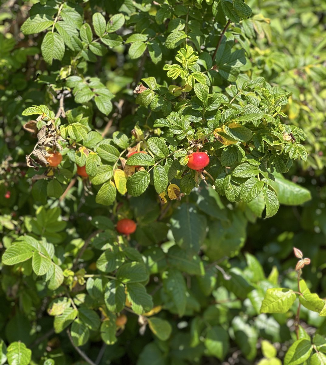 i am going to make some rose hip tea. good night…