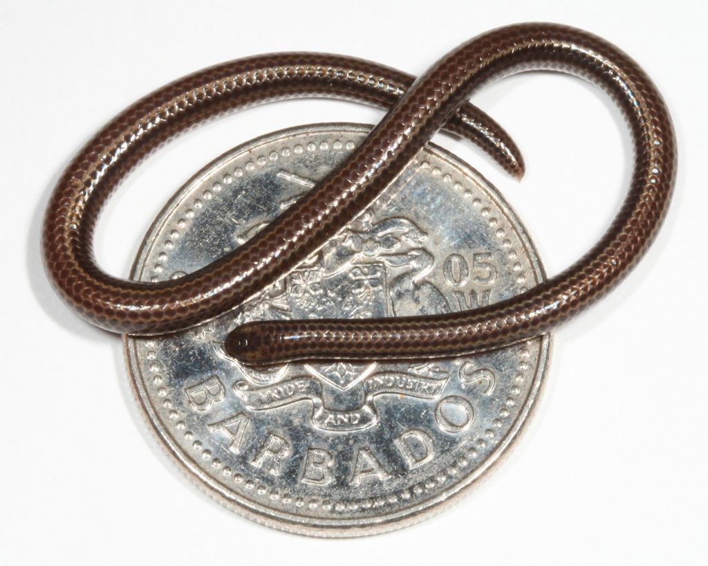 talker_news's tweet image. World’s smallest snake rediscovered in Barbados: talker.pub/3Uvfvl8 

#snake #smallest #animals #snakes #science #wildlife #reptiles